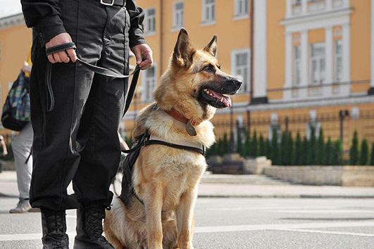 k9 Security